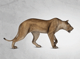 Gif animé lionne marche